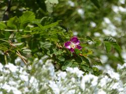 Click to see big picture (1024x768 pixels; 99 KB)