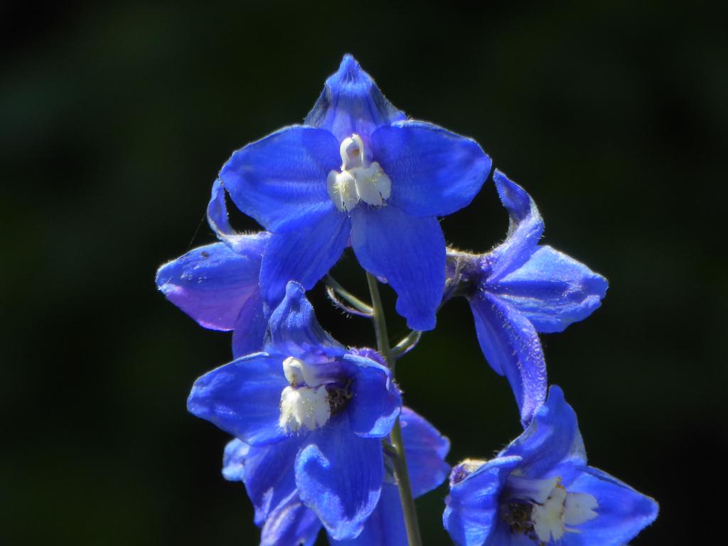 {Clic pour voir plus grand}