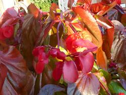 Click to see big picture (1024x768 pixels; 128 KB)