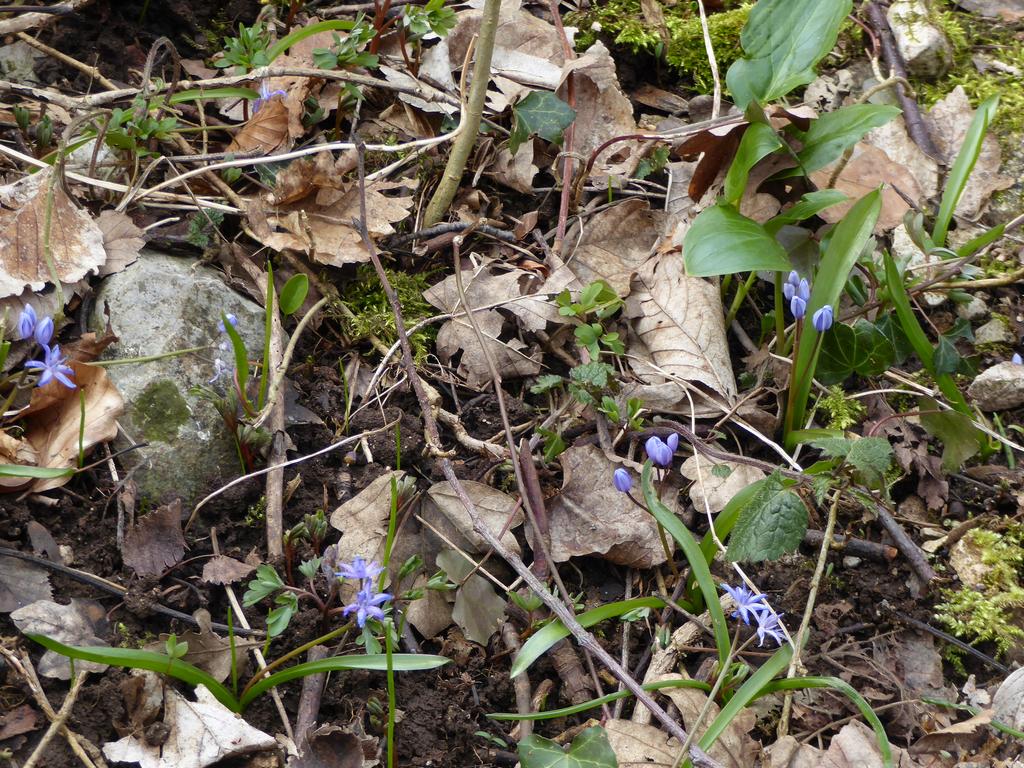 {Clic pour voir plus grand}