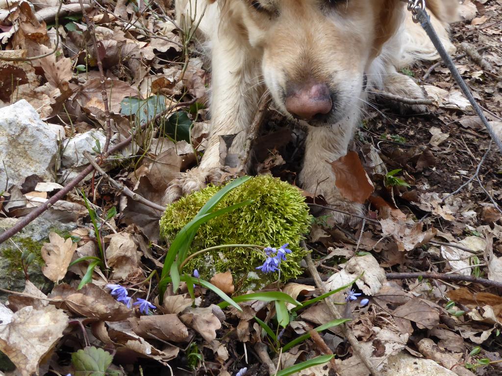 {Clic pour voir plus grand}