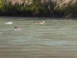 Click to see big picture (1024x768 pixels; 89 KB)