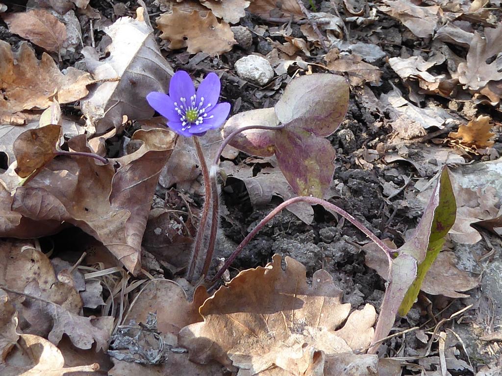 {Clic pour voir plus grand}