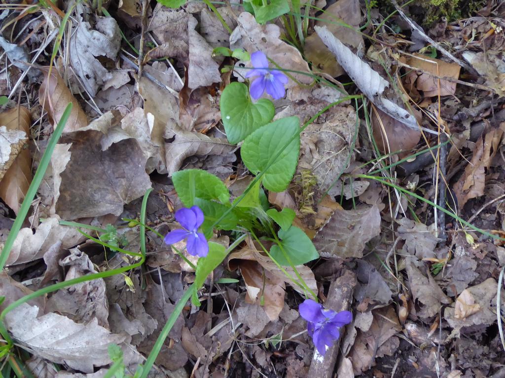 {Clic pour voir plus grand}