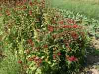 Click to see big picture (667x500 pixels; 165 KB)