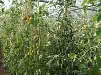 Click to see big picture (667x500 pixels; 162 KB)