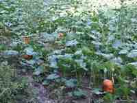 Click to see big picture (667x500 pixels; 152 KB)