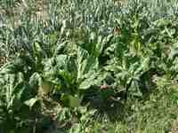 Click to see big picture (667x500 pixels; 168 KB)