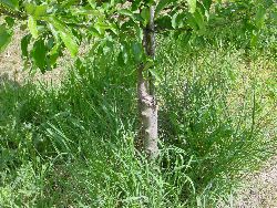 1962.jpg (621969 bytes)