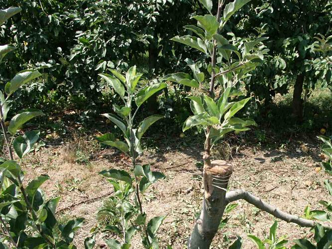 Click to see next picture