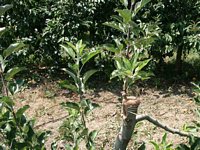 Click to see big picture (667x500 pixels; 153 KB)