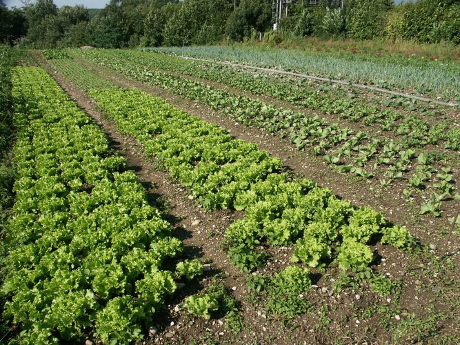 Click to see next picture