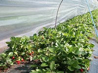 Click to see big picture (667x500 pixels; 117 KB)