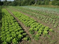 Click to see big picture (667x500 pixels; 178 KB)