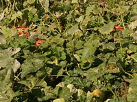 Click to see big picture (667x500 pixels; 142 KB)