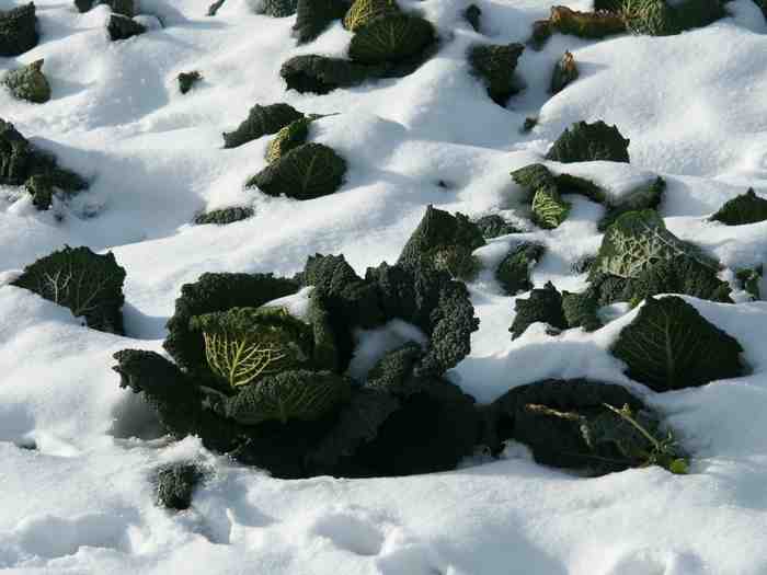 Clic ici pour voir l'image suivante